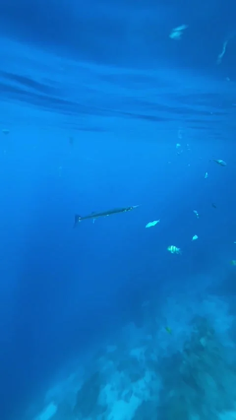 Vertical screen needlefish swims gracefully near ocean surface surrounded by sma Stock Footage 317086609