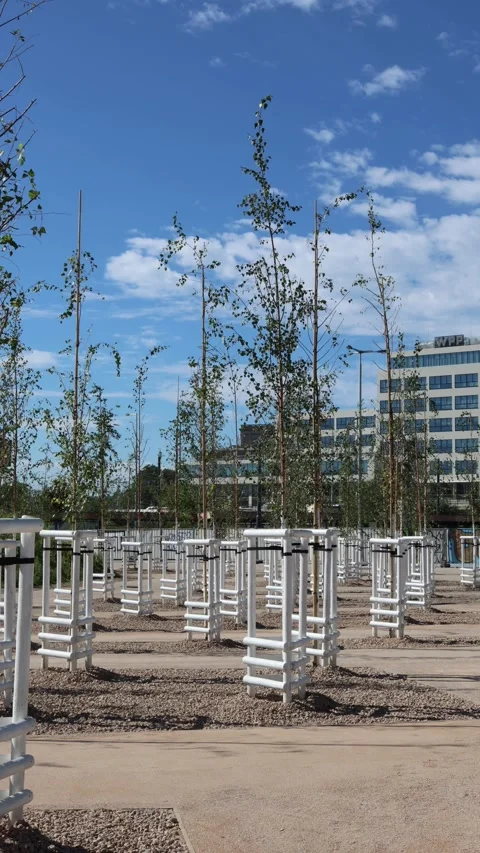 Vertical screen newly planted young trees supported with protective wooden frame Stock Footage 317507077