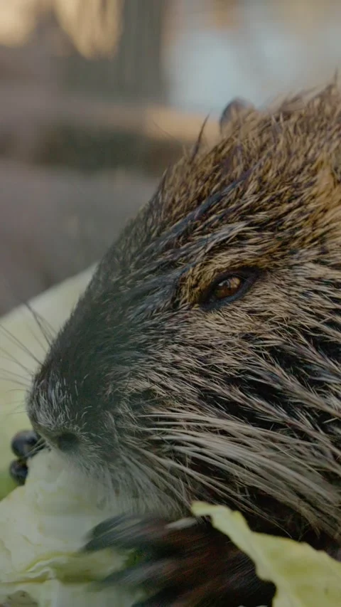 Vertical Screen Nutria enjoys fresh cabbage in a tranquil farm setting Stock Footage 303585760