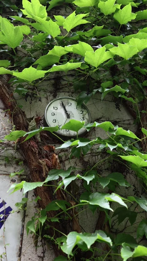 Vertical screen old wall clock partially hidden behind lush ivy vines shows froz Stock Footage 313063360