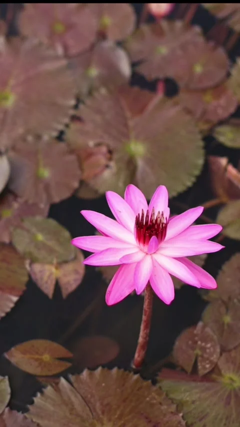 Vertical screen Overhead Pink Lotus Against Dark Water, Topdown View Of Fully Stock Footage 330835284