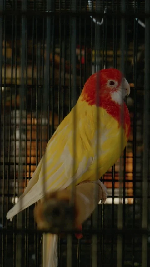 Vertical Screen Parrot interacts playfully inside its cozy cage environment Stock Footage 303582315
