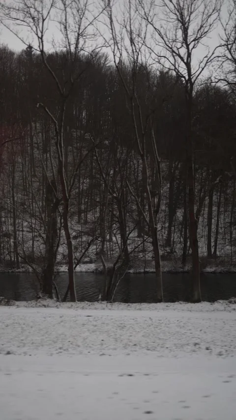 Vertical screen: A peaceful winter forest scene with bare trees standing along a Stock Footage 299311555