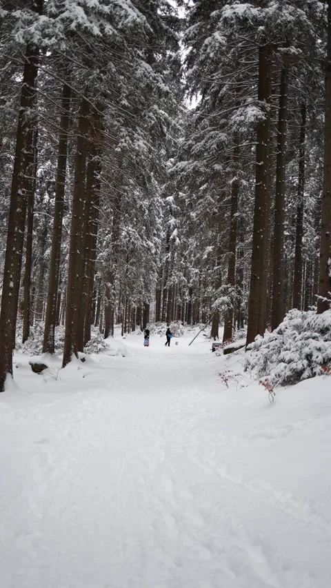 Vertical screen: A peaceful winter forest scene with tall, snow-covered trees. I Stock Footage 299376638