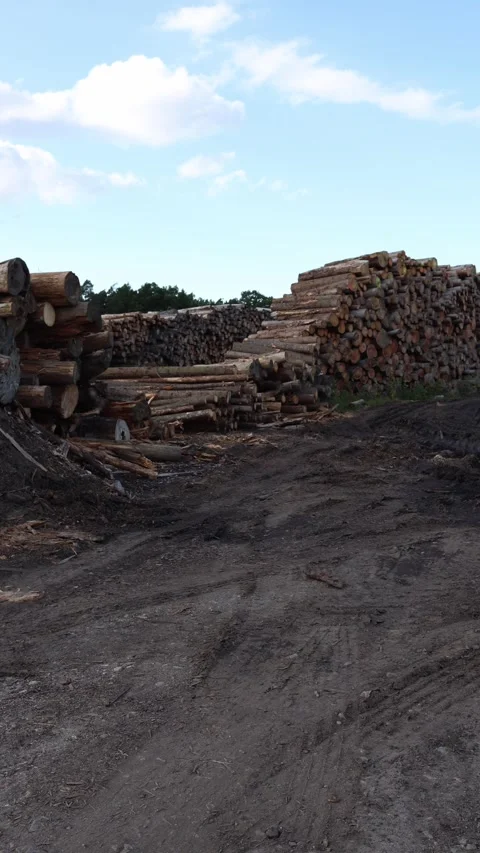 Vertical screen piles of timber logs stacked in lumberyard with dirt ground and  Stock Footage 318217686