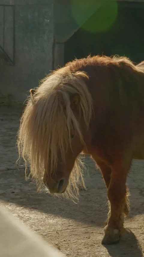 Vertical Screen Pony exploring the farm during golden hour Stock Footage 303582539