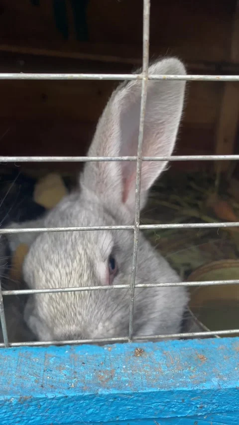 Vertical screen: portrait of a cute fluffy brown rabbit with big ears, looking Stock Footage 263845951