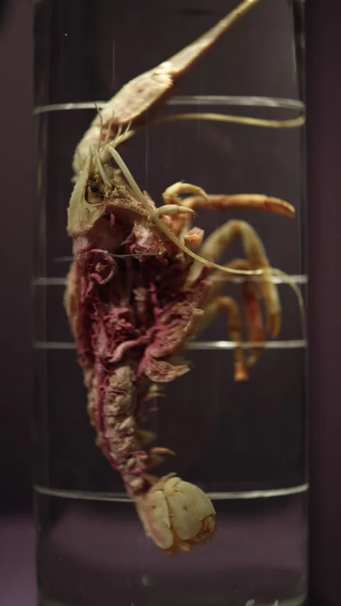 Vertical screen preserved crustacean specimen suspended in clear  Stock Footage 320451061