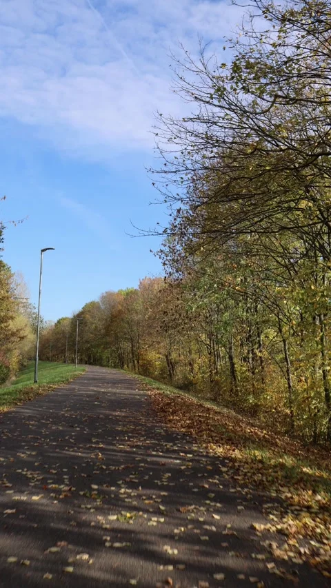 Vertical screen quiet autumn path covered with fallen leaves under clear blue sk Stock Footage 319841729