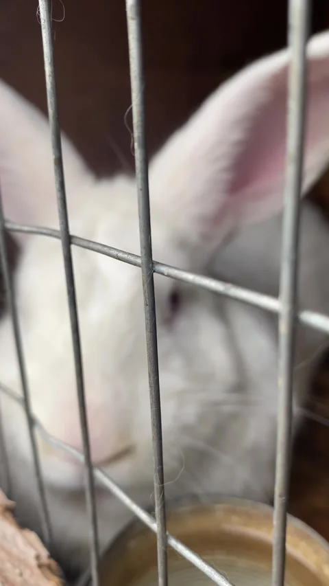 Vertical screen: rabbit on green and yellow tree, white rabbit little rabbit Stock Footage 263845820