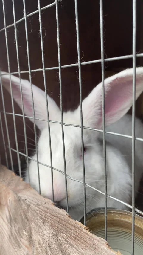Vertical screen: rabbit on green and yellow tree, white rabbit little rabbit Stock Footage 263846088