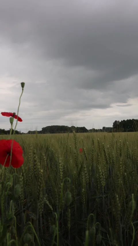 Vertical screen red poppies sway gently in a green wheat field under heavy gray  Stock Footage 311150065