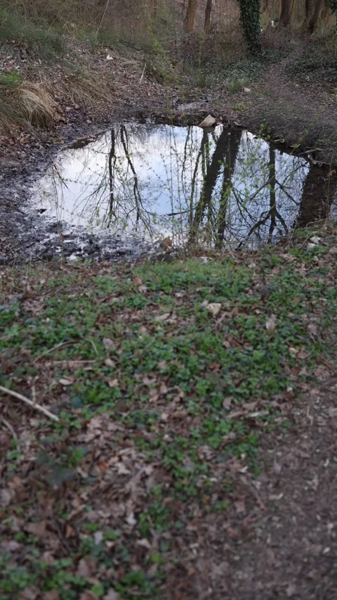 Vertical screen reflection pond forest trail calm woods peaceful nature walk dir Stock Footage 306007653