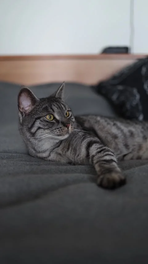 Vertical screen Relaxed tabby cat comfortably lying on a soft gray blanket stari Stock Footage 312676825