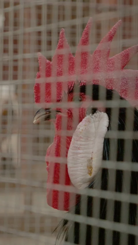 Vertical Screen Rooster struts around the farmyard, showcasing vibrant feathers Stock Footage 303585726