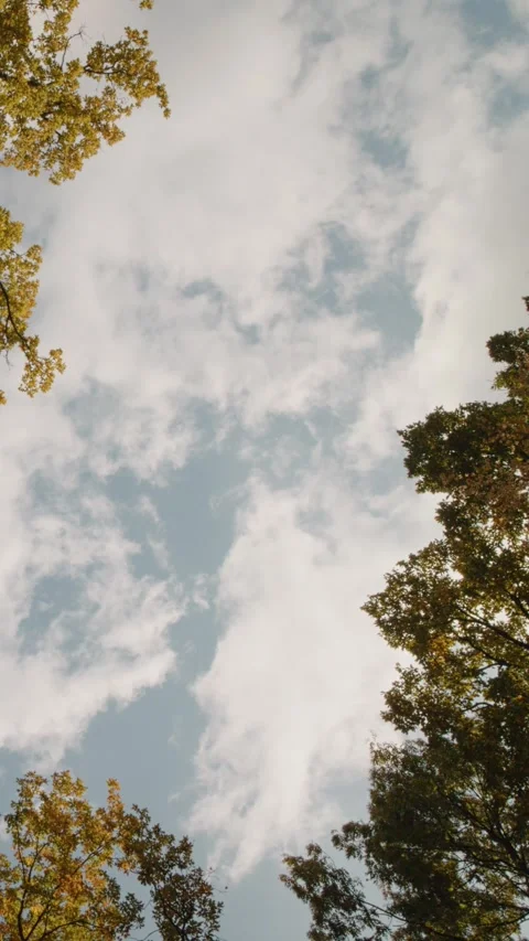 Vertical Screen Rotating spinning camera from bottom up view of forest Stock Footage 303498091