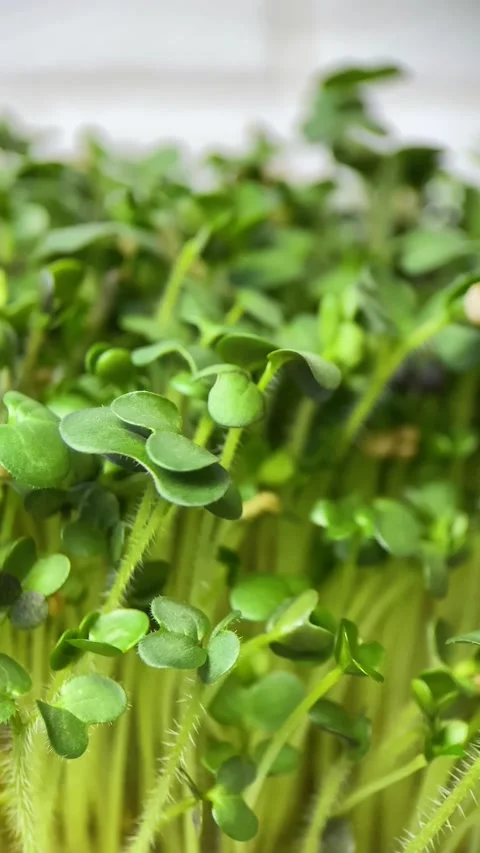 Vertical screen: Rotation of lettuce microgreens on a white background Stock Footage 236034400