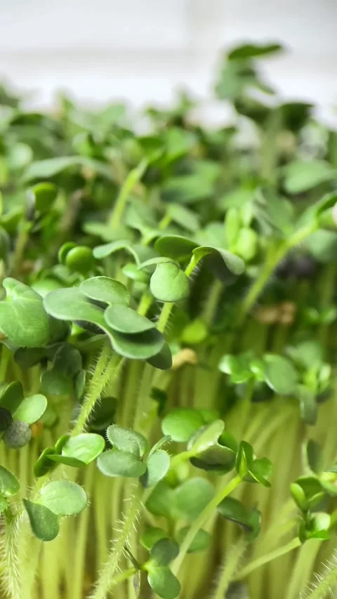 Vertical screen: Rotation of lettuce microgreens on a white background Stock Footage 236034485