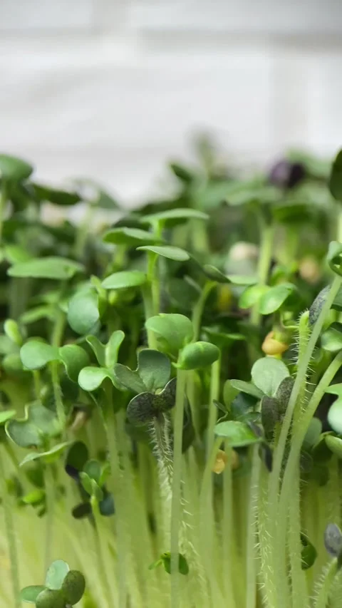 Vertical screen: Rotation of lettuce microgreens on a white background Stock Footage 236755488