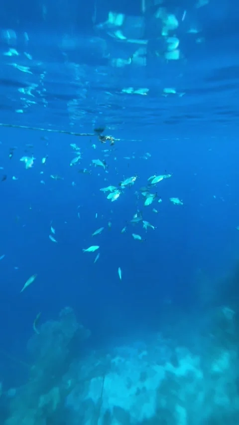Vertical screen school of tropical fish swims near ocean surface in clear blue w Stock Footage 317086605