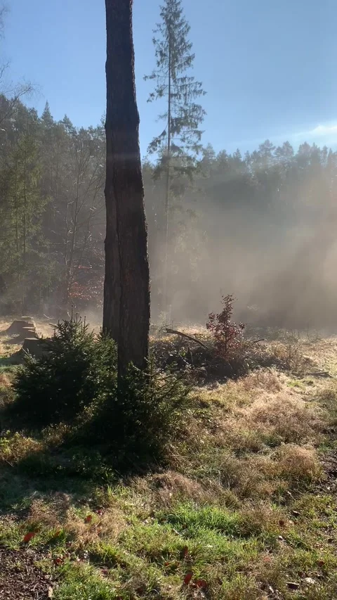 Vertical screen: A serene forest clearing bathed in morning sunlight, with mist  Stock Footage 296283988