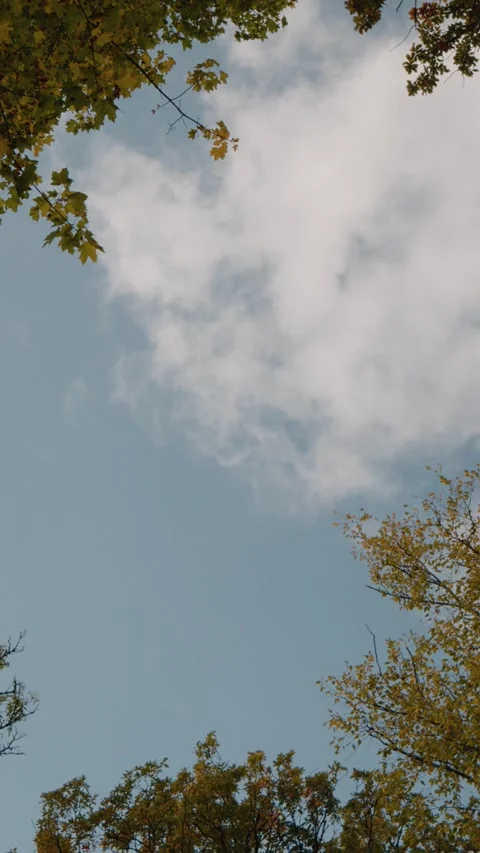 Vertical Screen Shot of stationary trees in autumn and clouds going by. Stock Footage 303497222