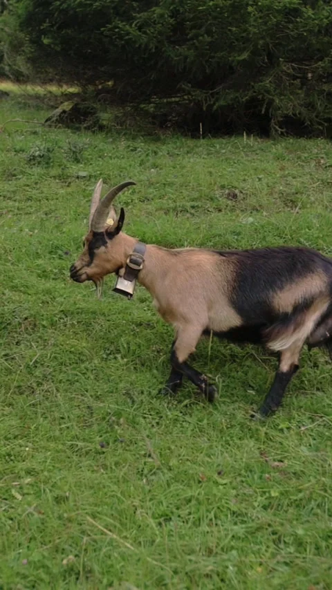 Vertical screen of single goat on green meadow near forest in Dolomites, Italy Stock Footage 319671334