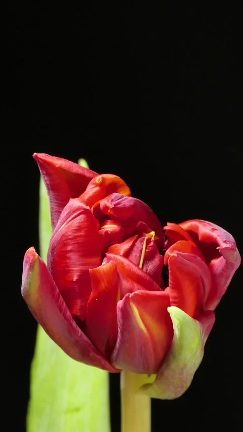 Vertical screen: Slow motion of the color of a red tulip blooming on a black Video stock 263238091