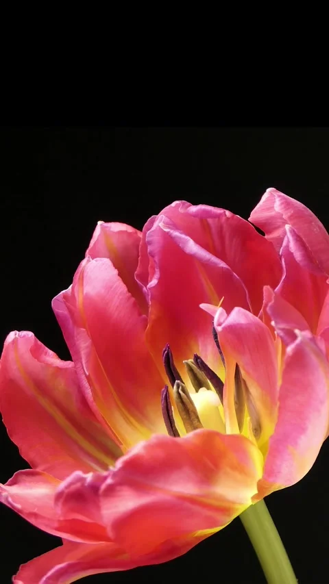 Vertical screen: Slow motion shot of bright pink striped tulip flowers blooming Stock Footage 263238251
