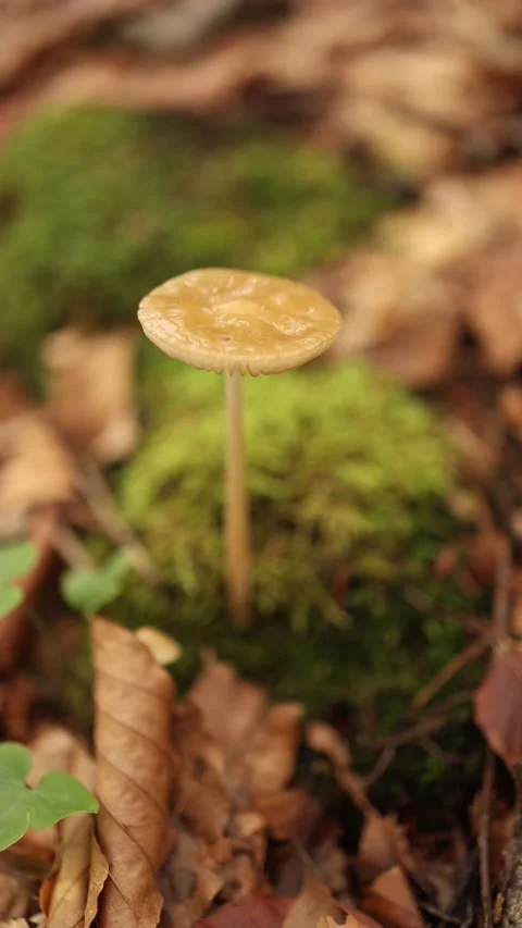 Vertical screen small brown mushroom growing from green moss among autumn leaves Stock Footage 318778413
