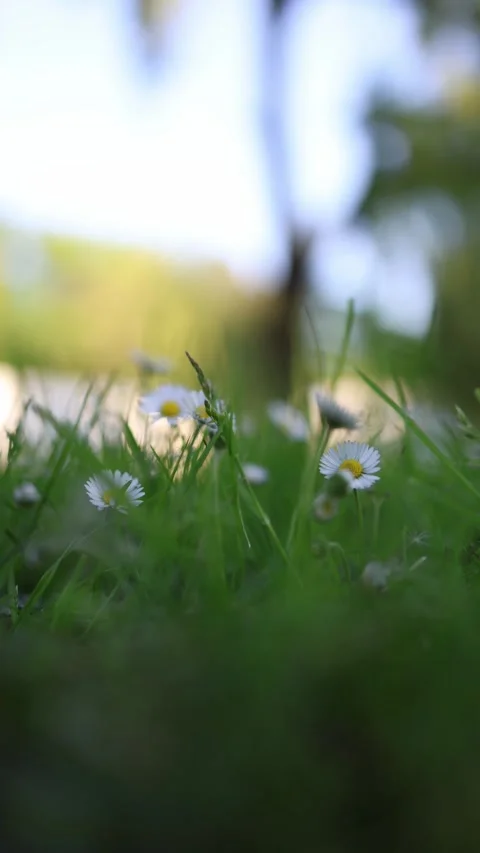 Vertical screen soft daisies bloom through wild grass in dreamy morning light wi Stock Footage 309328838