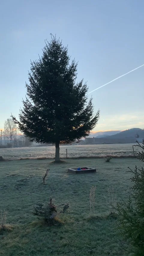 Vertical screen: A solitary evergreen tree stands in a frosty field during sunri Stock Footage 296283987