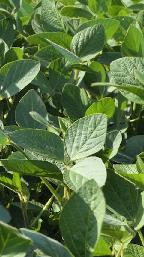 Vertical Screen: soybean soy field of green plants a general plan nature Stock Footage 230036202