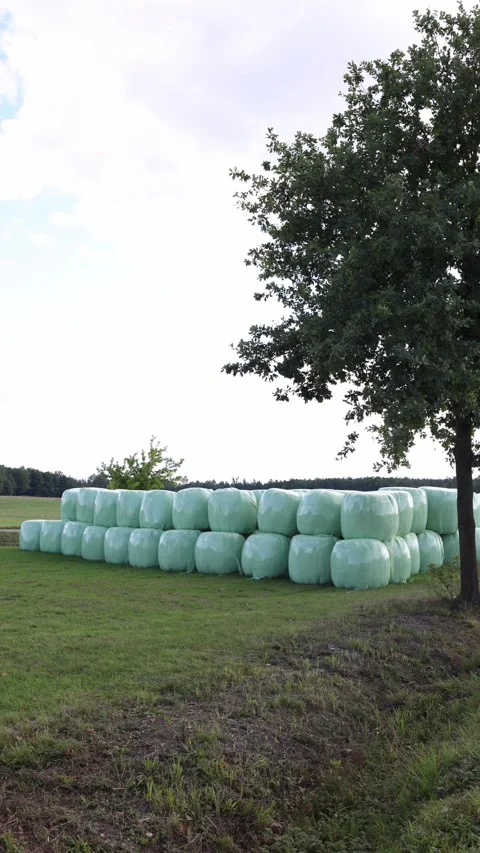 Vertical screen stacked green plastic wrapped hay bales on field near tree with  Stock Footage 318217669