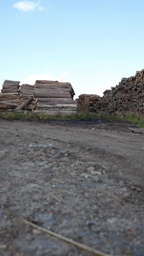 Vertical screen stacks of cut logs piled high at lumberyard under blue sky with  Stock Footage 318217704
