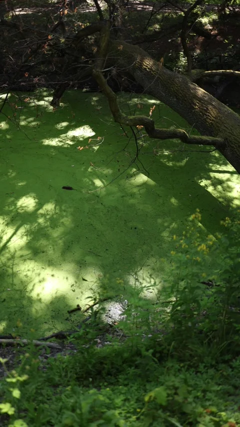 Vertical screen stagnant forest pond covered in green algae with overhanging bra Stock Footage 312287455
