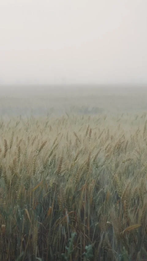 Vertical Screen Summer heavy storm hits the wheat field waving in the wind. Stock Footage 299847388