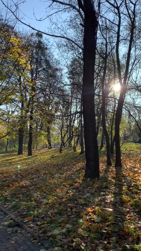 Vertical screen: A sunlit autumn forest with golden leaves scattered across the  Stock Footage 296283970