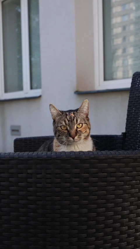 Vertical screen tabby cat sitting inside a wicker chair calmly watching Stock Footage 321650798