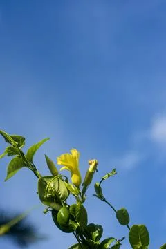 Vertical screen of Tecoma Stans Yellow Flowers Fotos de archivo