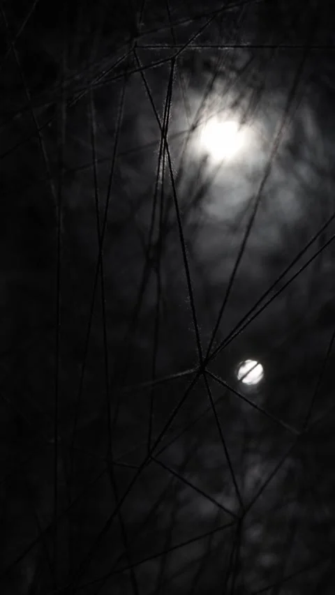Vertical screen: Thin black threads weave an intricate web, illuminated by soft  Stock Footage 304459218
