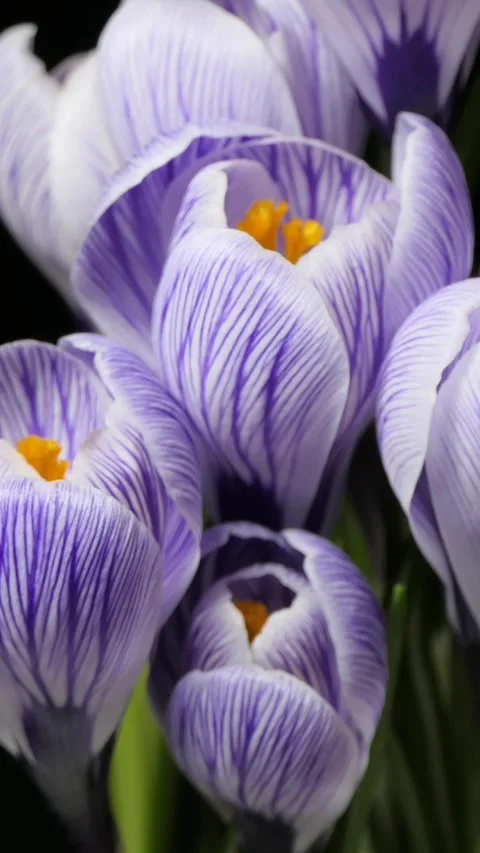 Vertical screen: Timelapse of several violet crocuses flowers grow, blooming and Stock Footage 263140241