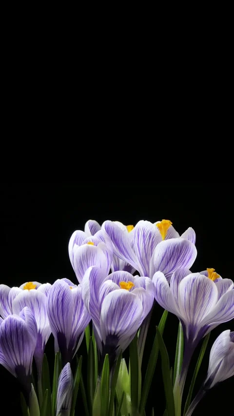 Vertical screen: Timelapse of several violet crocuses flowers grow, blooming and Stock Footage 263140351