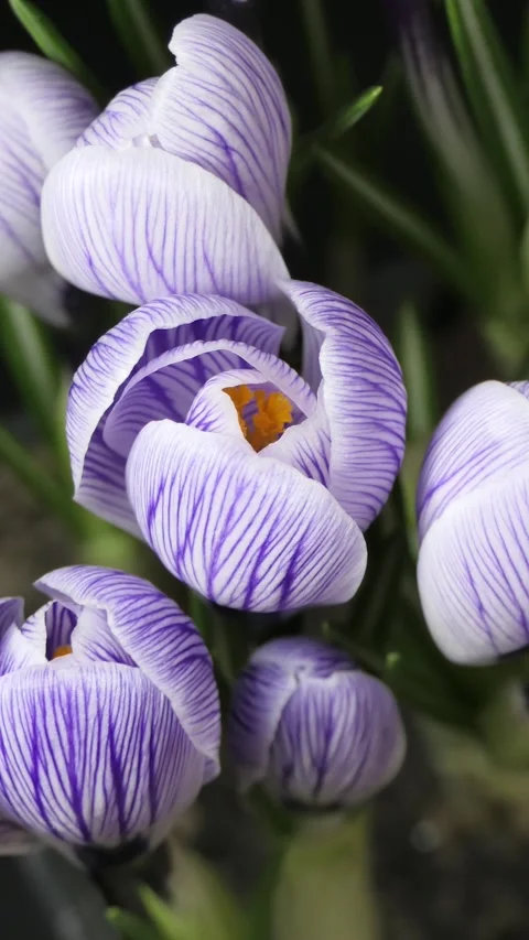 Vertical screen: Timelapse of several violet crocuses flowers grow, blooming and Stock Footage 263238578