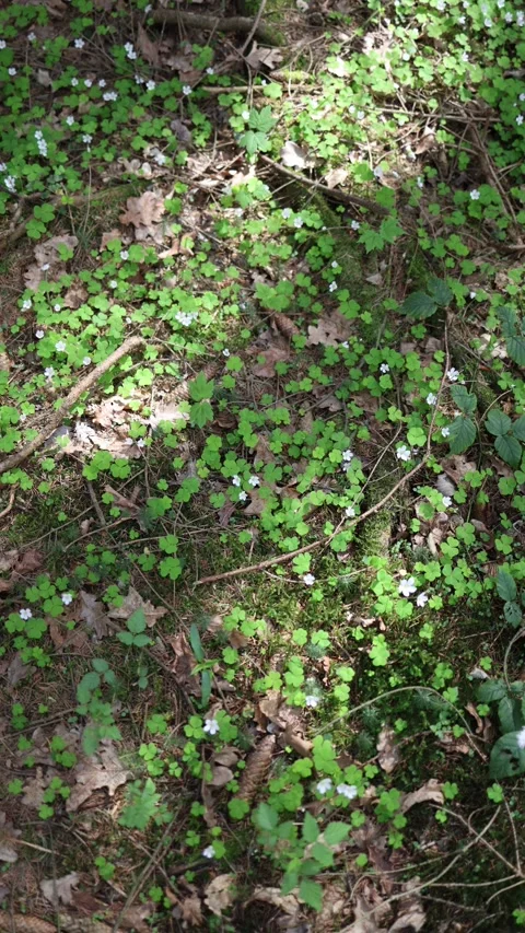 Vertical screen top view of forest ground covered with blooming wood sorrel and  Stock Footage 307699372