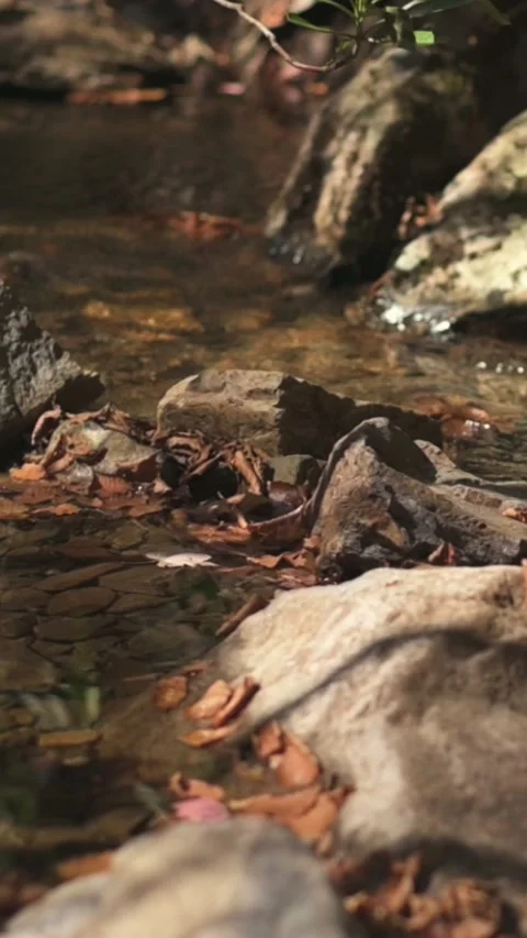 Vertical screen Tranquil Stream Flowing Over Rocks in a Forest Setting serene Vidéo 296797168