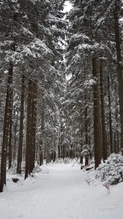 Vertical screen: A tranquil winter forest scene with tall evergreen trees blanke Stock Footage 299375891