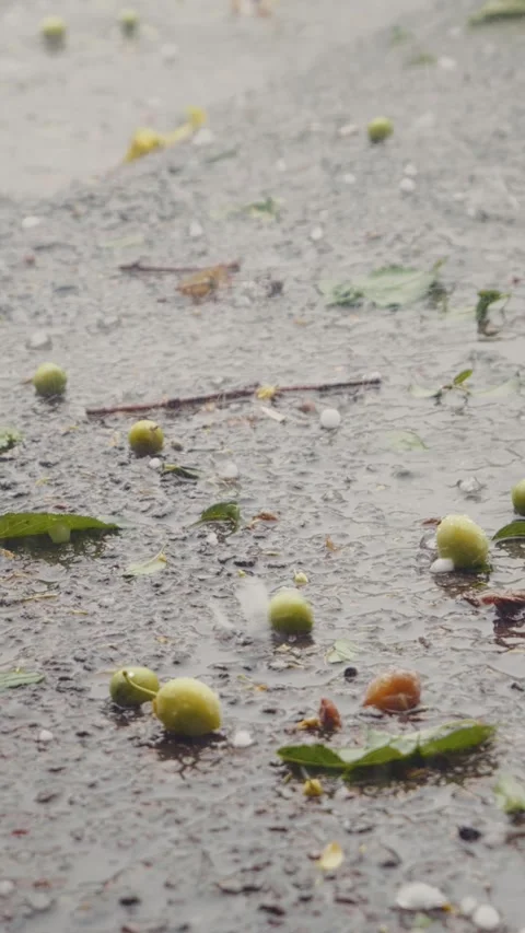 Vertical Screen Trees in the urban district ruined because of severe weather. Stock Footage 299847744