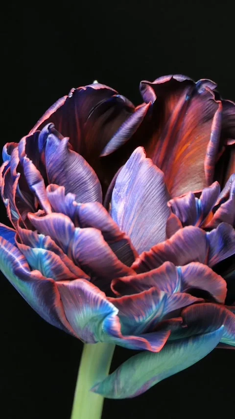 Vertical screen: Tulips. Timelapse of bright blue striped colorful tulips bloom Stock Footage 263146934