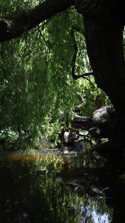 Vertical screen twisted willow branches hang low over dark stagnant water tangle Stock Footage 311648435